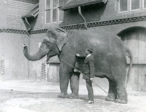Syed Ali traint Indiarani voor het Olifantenhuis, London Zoo, augustus 1923 door Frederick William Bond