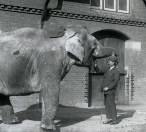 Syed Ali traint Indiarani voor het Olifantenhuis, London Zoo, oktober 1925 door Frederick William Bond