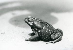 De grootste en kleinste pad in de menagerie in augustus 1928 door Frederick William Bond