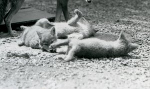 Drie coyote pups rollend op de grond, aan de voeten van hun moeder, London Zoo door Frederick William Bond