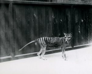 Thylacine Tasmaanse Wolf in de Londense dierentuin, voor 1930 door Frederick William Bond