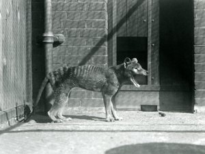 Thylacine / Tasmaanse Wolf in London Zoo in augustus 1926 (zwart-wit foto) door Frederick William Bond