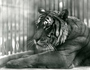 Tijger Sam in London Zoo, 1925 door Frederick William Bond