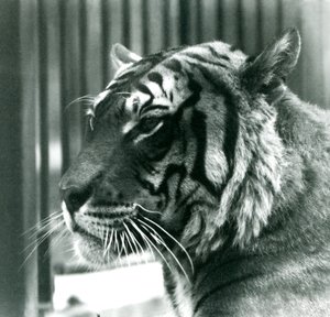 Tijger Sam in London Zoo in 1925