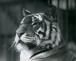 Tijgerin Sally in de London Zoo in 1927 door Frederick William Bond