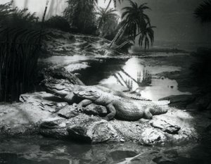Twee Alligators in een panoramische setting, London Zoo, juni 1927