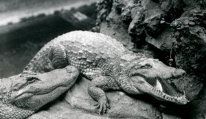 Twee Amerikaanse Alligators in de London Zoo, juli 1914