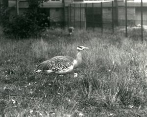 Twee Arabische Trappen staand in hun verblijf in London Zoo, september 1927