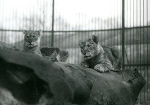 Twee leeuwenwelpen, geboren in de menagerie, in hun verblijf in de London Zoo