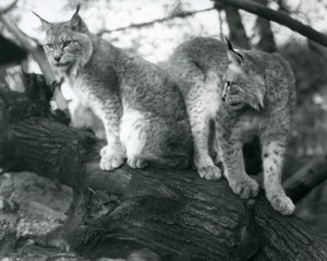 Twee Noordelijke Lynxen, een zittend en een staand, op een tak, London Zoo, oktober 1925 door Frederick William Bond