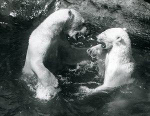 Twee IJsberen spelend in hun zwembad in de London Zoo in 1926