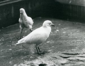 Twee Sneeuwschedebillen staand en lopend op de grond in de London Zoo, augustus 1927