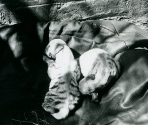 Twee gestreepte hyenawelpen in de dierentuin van Londen, ca. 1914 door Frederick William Bond