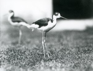 Twee zwartneksteltlopers staand op gras, London Zoo, juli 1925 door Frederick William Bond