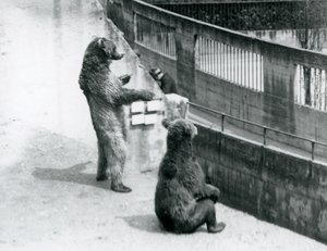 Twee bruine beren, een staand op zijn achterpoten en een zittend, kijkend vanaf de Mappin Terrassen, London Zoo, juli 1925 door Frederick William Bond