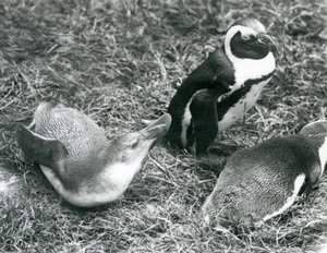 Twee jonge en een volwassen Zwartvoetpinguïns, zittend en liggend op gras, bij London Zoo april 1925 door Frederick William Bond