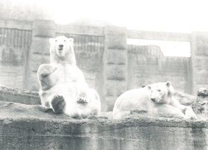 Twee ijsberen in ZSL London Zoo, 1927 door Frederick William Bond