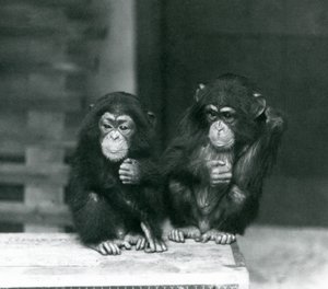 Twee jonge chimpansees zittend op een houten krat, London Zoo