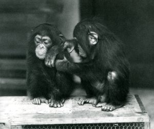 Twee jonge Chimpansees zittend op een houten krat, London Zoo door Frederick William Bond