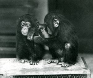 Twee jonge Chimpansees zittend op een houten krat. De een zit stil terwijl de ander zijn vacht verzorgt, London Zoo door Frederick William Bond
