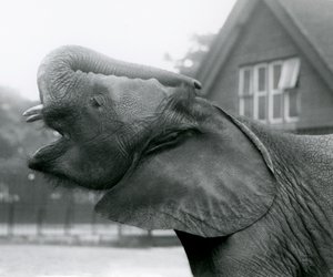 Jonge Afrikaanse Olifant Kiberenge die zijn slurf opheft en roept, London Zoo, augustus 1925 door Frederick William Bond