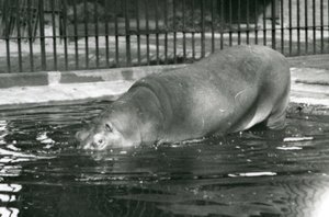 Jonge nijlpaard Bobbie gaat zijn zwembad in bij de London Zoo in augustus 1927 door Frederick William Bond
