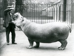 Jonge nijlpaard Bobbie met verzorger Ernie Bowman, London Zoo, juli 1923 door Frederick William Bond