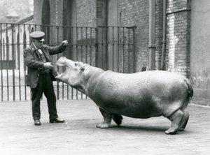 Jonge nijlpaard Bobbie met verzorger Ernie Bowman, London Zoo, juli 1923 door Frederick William Bond
