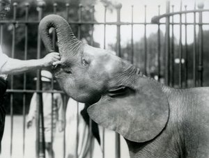 Jonge vrouwelijke Afrikaanse dwergolifant Oojah krijgt een traktatie, London Zoo, juli 1925 door Frederick William Bond