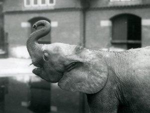Jonge vrouwelijke Afrikaanse Dwergolifant Oojah die haar slurf opheft in London Zoo, augustus 1925 door Frederick William Bond