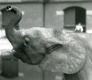 Jonge vrouwelijke Afrikaanse Dwergolifant Oojah die haar slurf opheft in de London Zoo, augustus 1925 door Frederick William Bond