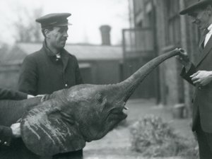 Jonge vrouwelijke Afrikaanse Dwergolifant Oojah heft haar slurf voor een traktatie in de London Zoo, juni 1925