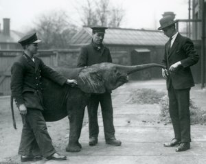 Jonge vrouwelijke Afrikaanse Dwergolifant Oojah heft haar slurf voor een traktatie in de London Zoo, juni 1925 door Frederick William Bond