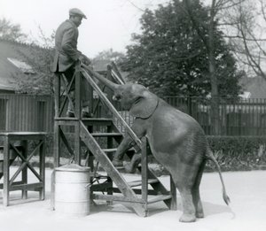 Jonge vrouwelijke Afrikaanse Dwergolifant Oojah met haar voorpoten op de inschepingsstappen, reikend naar haar trainer, die op de bovenste trede staat, met haar slurf, London Zoo, juni 1925 door Frederick William Bond
