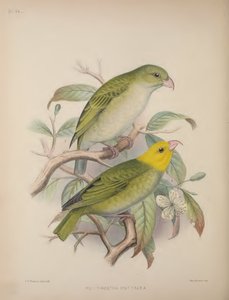 Psittirostra Psittacea, uit 