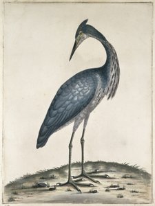 Een Reiger, 1789