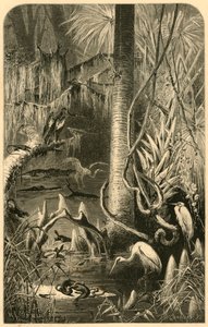 Een moeras in Florida, 1872