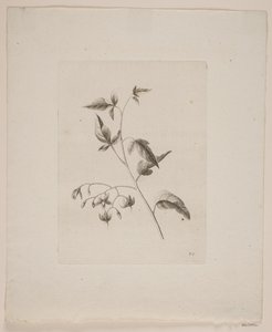 Bloemenmotief door Frederik Schepelern