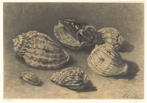Zes schelpen