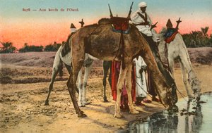 Kamelen drinken aan de rand van de rivier Oued, Algerije door French Photographer