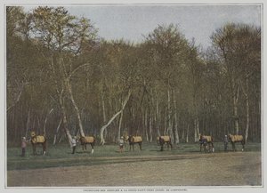 Oefenen van renpaarden in La Croix-Saint-Ouen in het Foret de Compiegne, Frankrijk