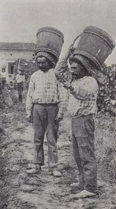 Druivenplukkers aan het werk (zwart-wit foto)
