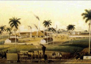 Productie van rum in het Caribisch gebied