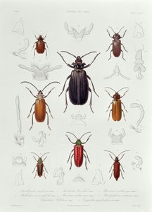 Een verzameling Coleoptera gevonden in Chili, illustratie uit 