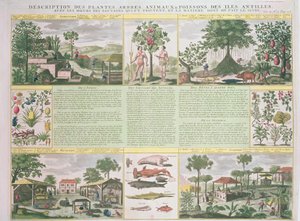 Beschrijving van planten, bomen, dieren en vissen gevonden in de Antillen, illustratie uit Histoire Generale des Antilles Habitees par les Francois Vol. 2 door Jean Baptiste Du Tertre (1610-1687)