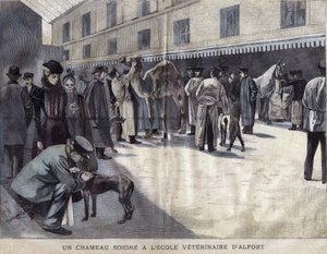Een kameel wordt behandeld aan de Veterinaire School van Maison-Alfort. Illustratie uit 1899 in 
