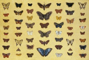 Een collage van vlinders en motten waaronder de Camberwell Beauty, de Britse Koningspage, de zeldzame Koningspage, de Pauwoog en de Kleine Vos, c.1830