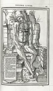 Anatomische illustratie, 1546