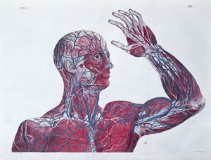 Anatomie van het menselijk hoofd en arm, uit een boek over anatomie door Francesco Antommarchi (1789-1838) gegraveerd door Mascagni, c.1820
