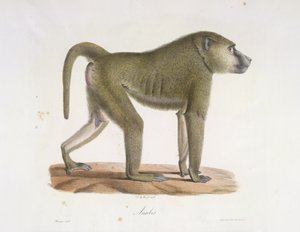 Anubis. Een baviaan, uit Histoire Naturelle des Mammifères (kleur litho) door French School
